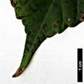 SpeciesSub: subsp. giraldii